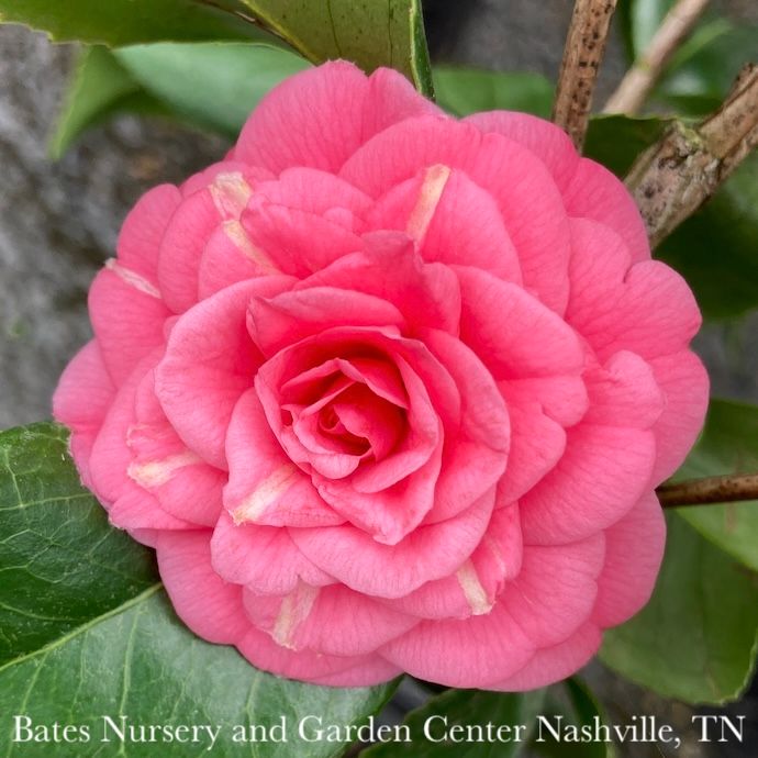 #1 Camellia japonica April Rose/ Rose-red Double - No Warranty