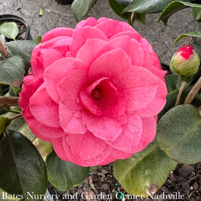 #1 Camellia japonica April Rose/ Rose-red Double - No Warranty