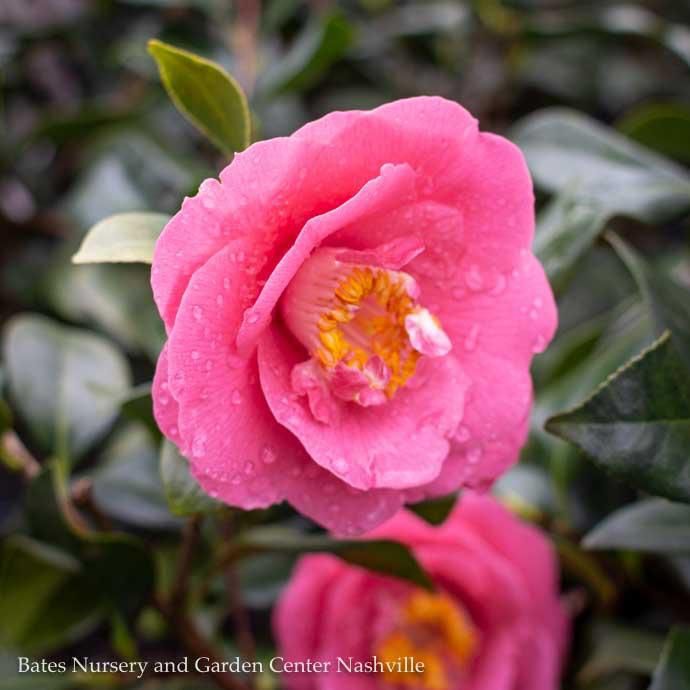 #3 Camellia x Ashton&#39;s High Rise/ Pink - No Warranty