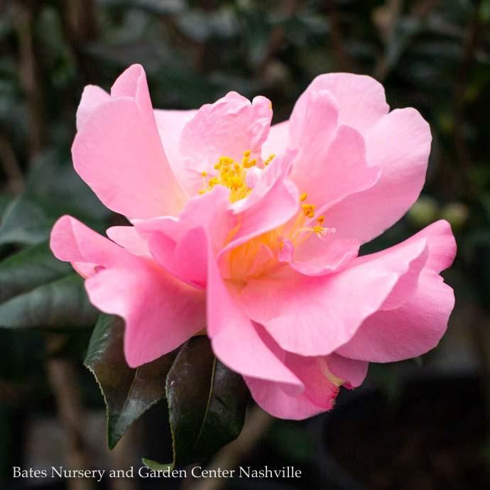 #1 Camellia x Pink Icicle/ Semi-Double - No Warranty
