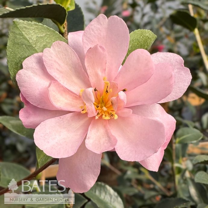 #3 Camellia sas Pink Snow - No Warranty