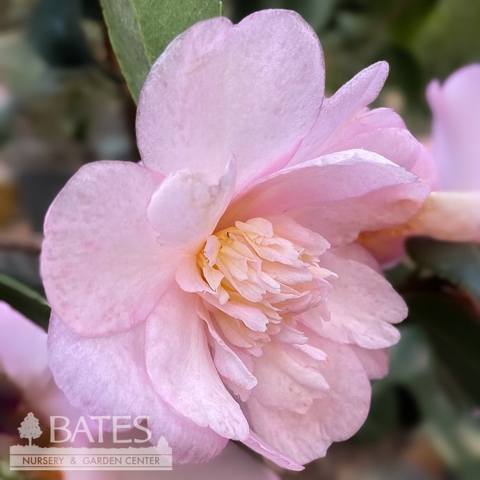 #3 Camellia x Winter&#39;s Interlude / Pink - No Warranty