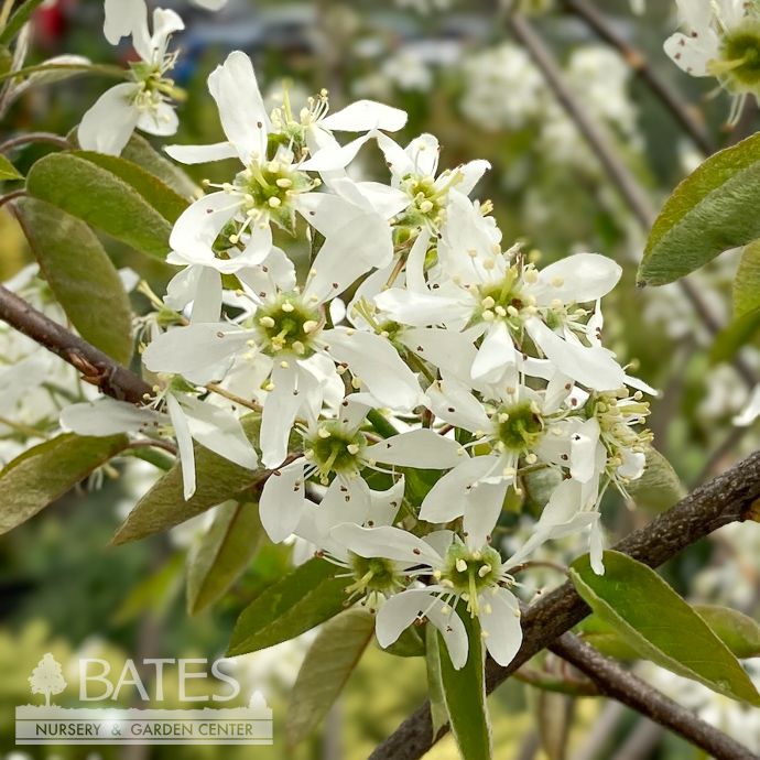 #7 CLUMP Amelanchier x grand Autumn Brilliance/ Apple Serviceberry Native (TN)