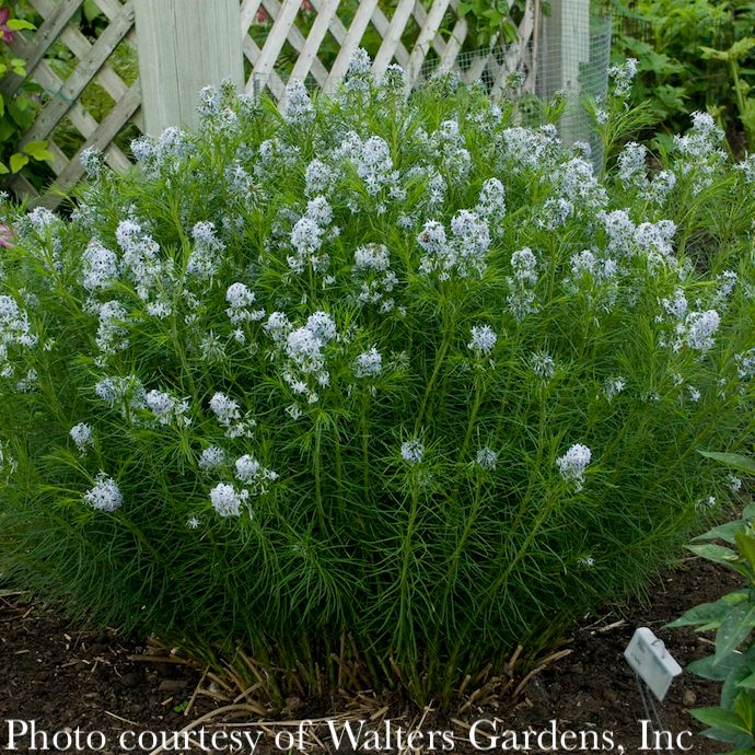 #1 Amsonia hubrichtii / Arkansas Bluestar Native (R)