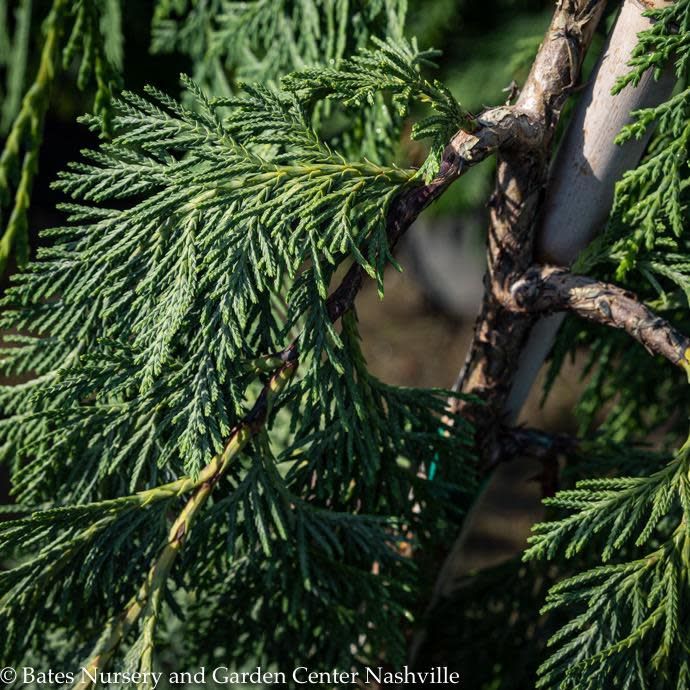 #5 Chamaecyparis noot Glauca Pendula/ Weeping Alaskan Falsecypress