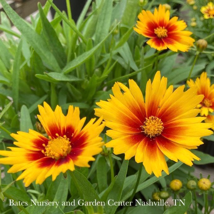 #1 Coreopsis x PW UpTick &#39;Gold &amp; Bronze&#39;/ Compact Tickseed