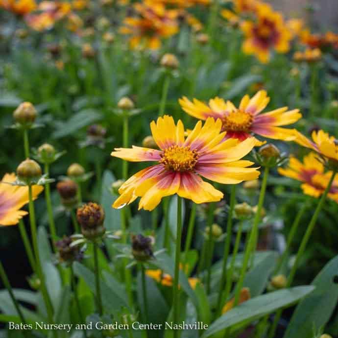 #1 Coreopsis x PW UpTick &#39;Gold &amp; Bronze&#39;/ Compact Tickseed