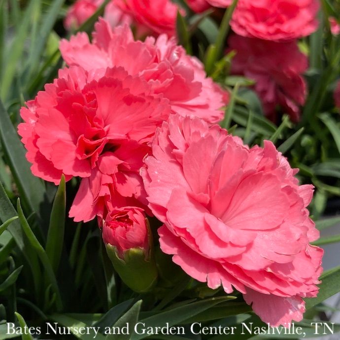 #1 Dianthus x PW Fruit Punch &#39;Classic Coral&#39;/ Pinks