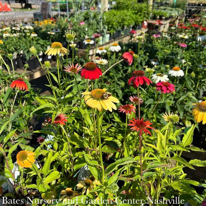 #1 Echinacea x Cheyenne Spirit/ Coneflower