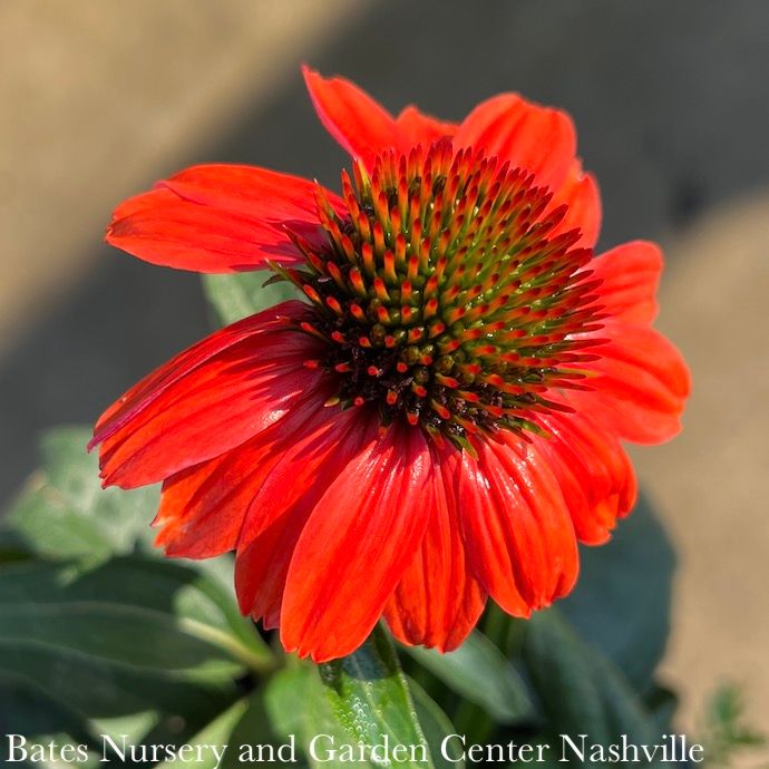 #1 Echinacea x PW Color Coded &#39;Frankly Scarlet&#39;/ Coneflower