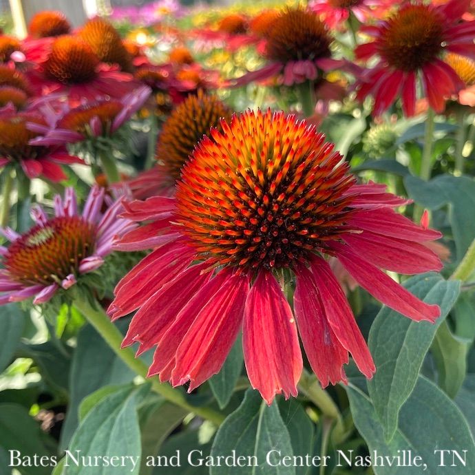 #1 Echinacea x PW Color Coded &#39;Frankly Scarlet&#39;/ Coneflower