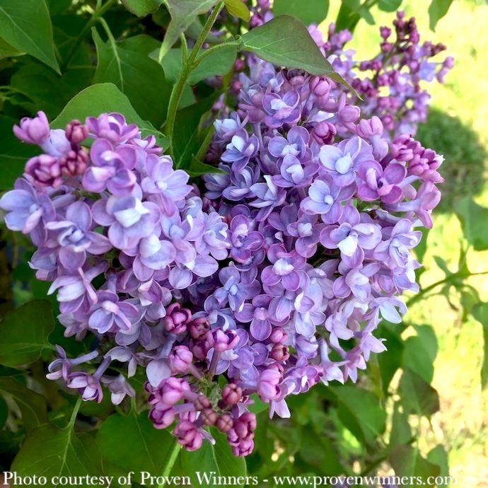 #3 Syringa x hyac PW Scentara &#39;Double Blue&#39;/ Lilac