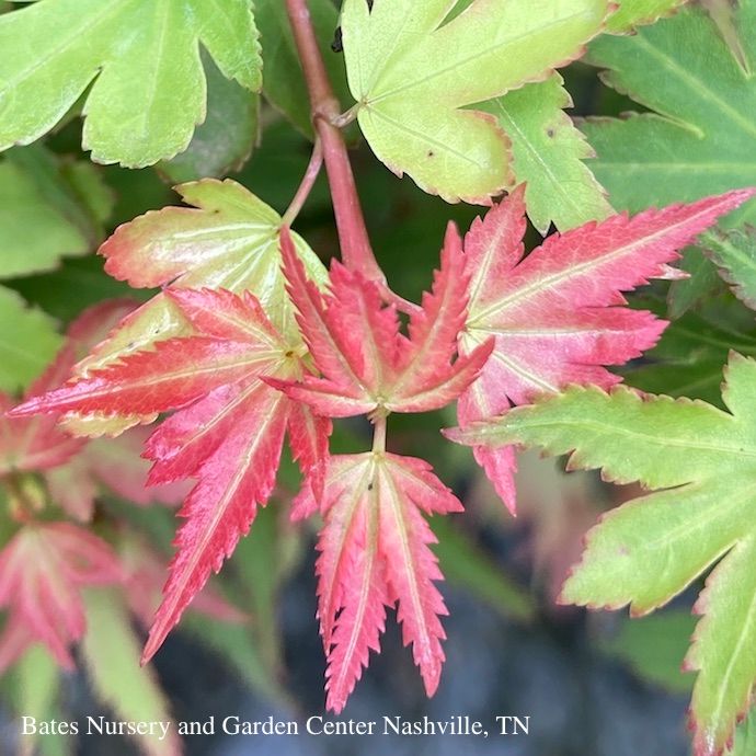 #1 Acer pal Koto Maru/ Japanese Maple