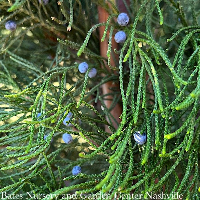 #15 5&#39; Juniperus virg Idyllwild/ Upright Juniper Native (TN)