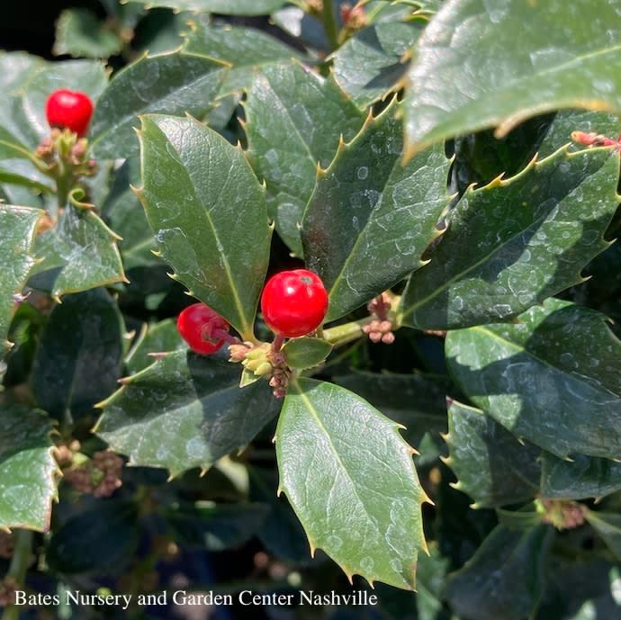 #10 Ilex x meserveae Castle Spire/ Blue Holly (female)
