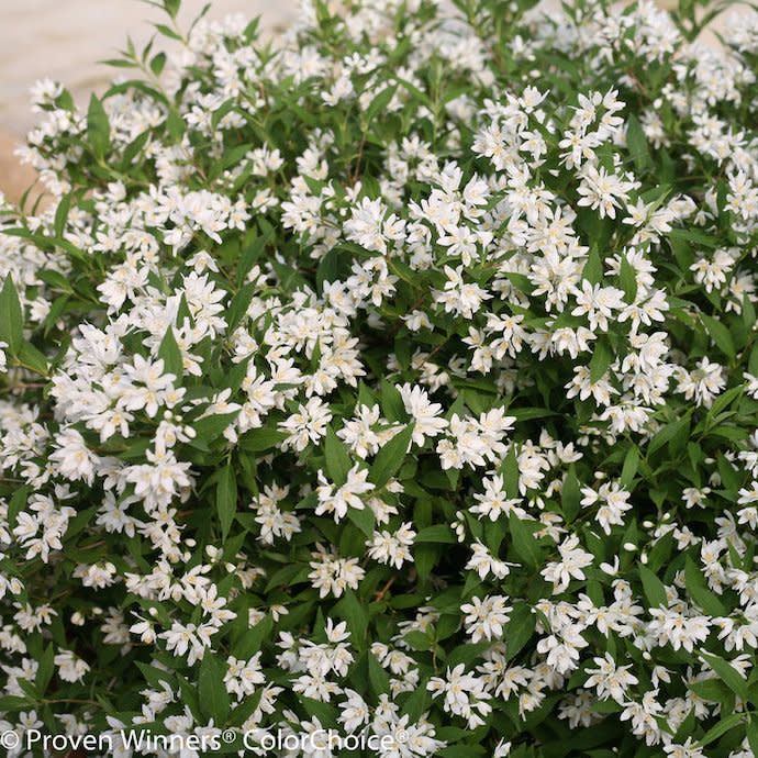 #2 Deutzia x PW Yuki Snowflake/ Dwarf White