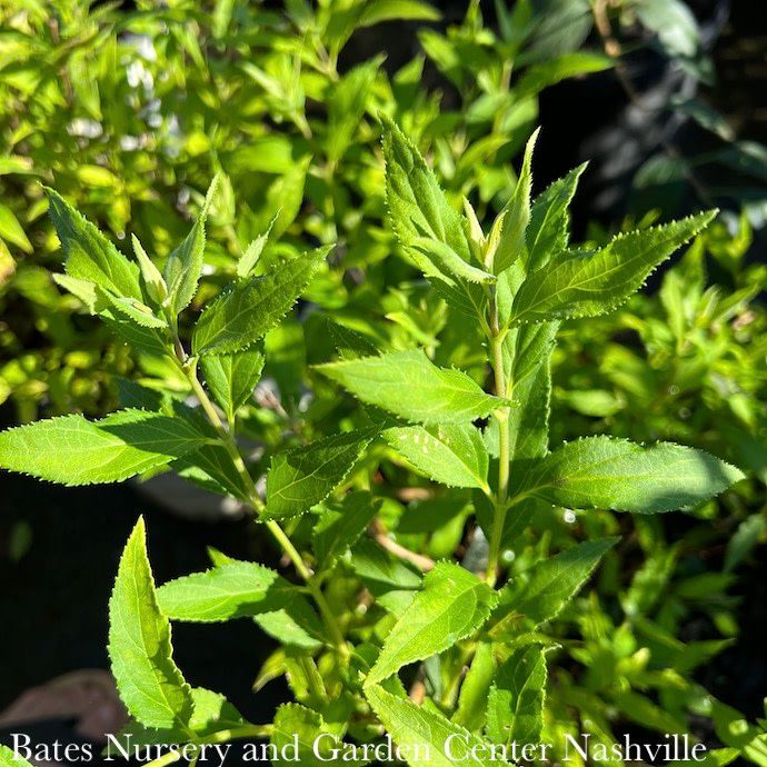 #2 Deutzia x PW Yuki Snowflake/ Dwarf White