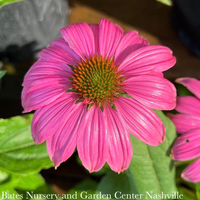 #1 Echinacea pur PowWow Wild Berry/ Coneflower Native (TN)