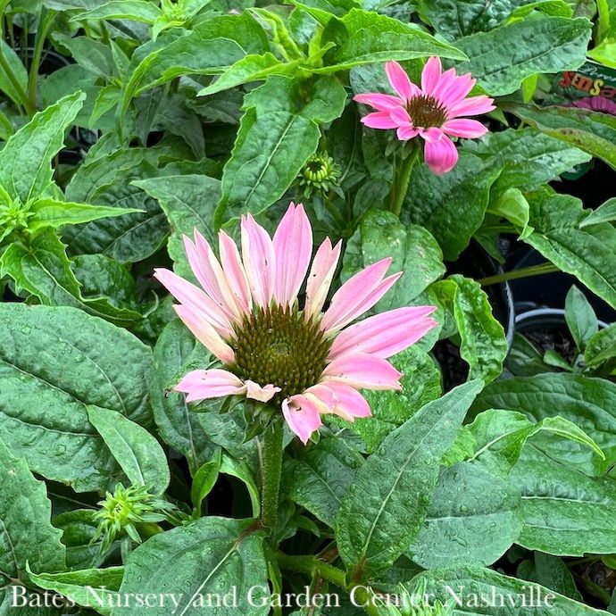 #1 Echinacea pur PowWow Wild Berry/ Coneflower Native (TN)