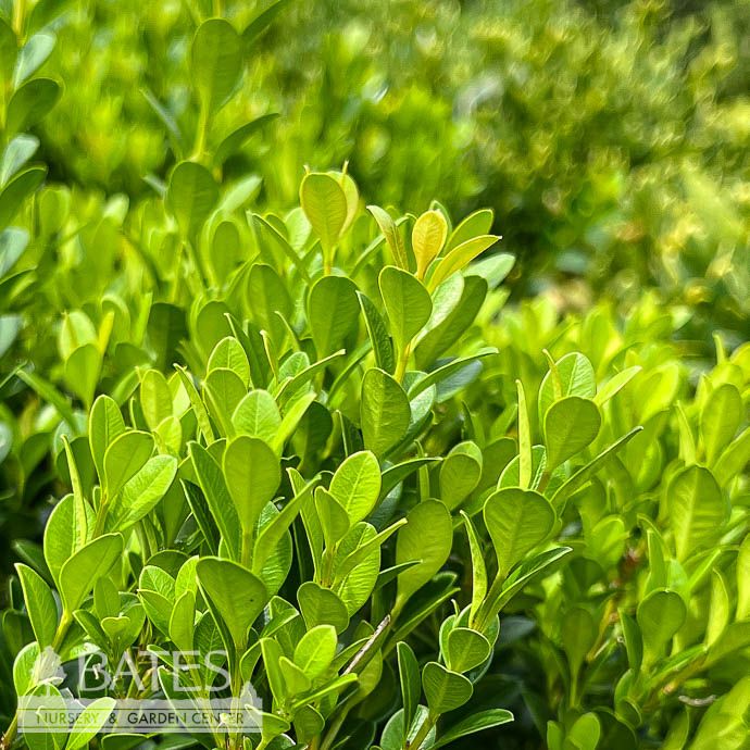 #1 Buxus micro SL Baby Gem/ Compact Boxwood
