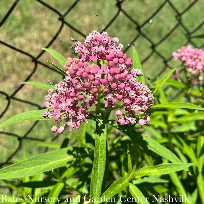 #1 Asclepias incarnata/ Pink Swamp Milkweed Native (TN)