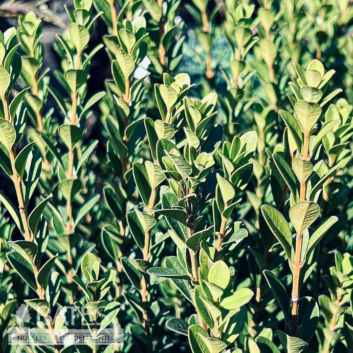 #1 Buxus micro SL Baby Gem/ Compact Boxwood