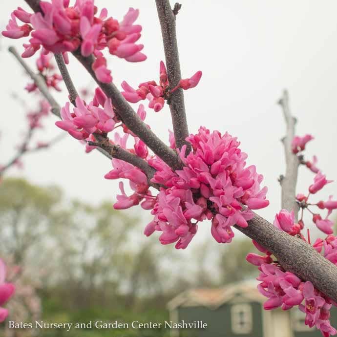 #7 Cercis can Appalachian Red/ Redbud Native (TN)