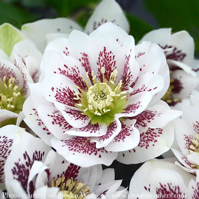 #1 Helleborus PW Wedding Party &#39;Confetti Cake&#39;/ Lenten Rose