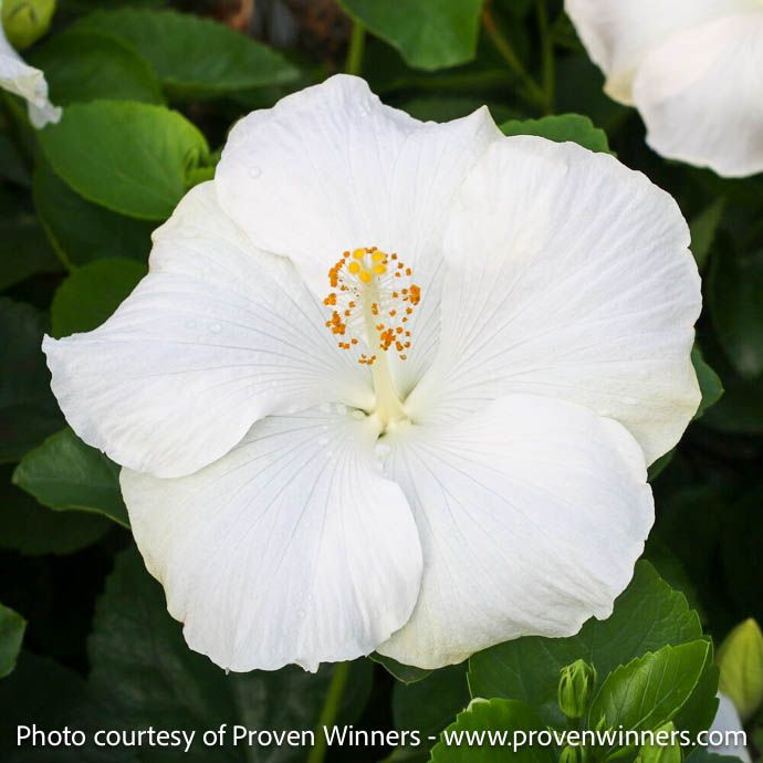 Tropical #2 Hibiscus PW Hollywood &#39;Earth Angel&#39;/ White