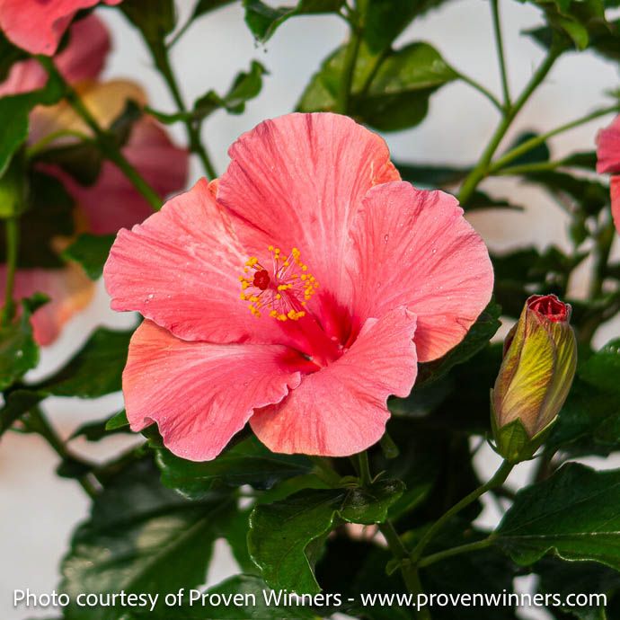 Tropical #2 Hibiscus rosa-sin PW Hollywood 'Talk of the Town '/ Pink