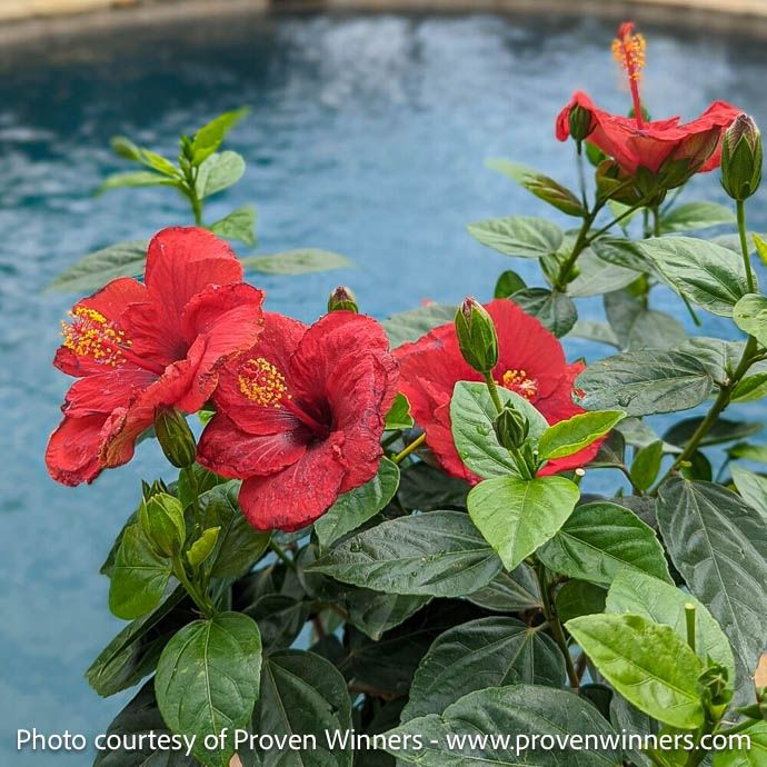 Tropical #2 Hibiscus PW Hollywood &#39;Hot Shot&#39;/ Red