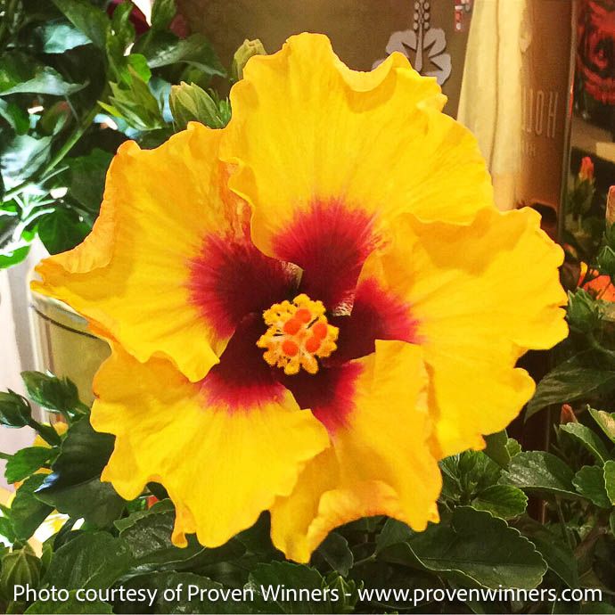 Tropical #2 Hibiscus PW Hollywood &#39;Rico Suave&#39;/ Yellow w/ Burgundy Center