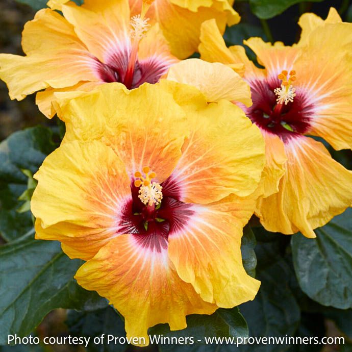 Tropical #2 Hibiscus PW Hollywood &#39;Social Butterfly&#39;/ Yellow, Pink w/ Maroon Center