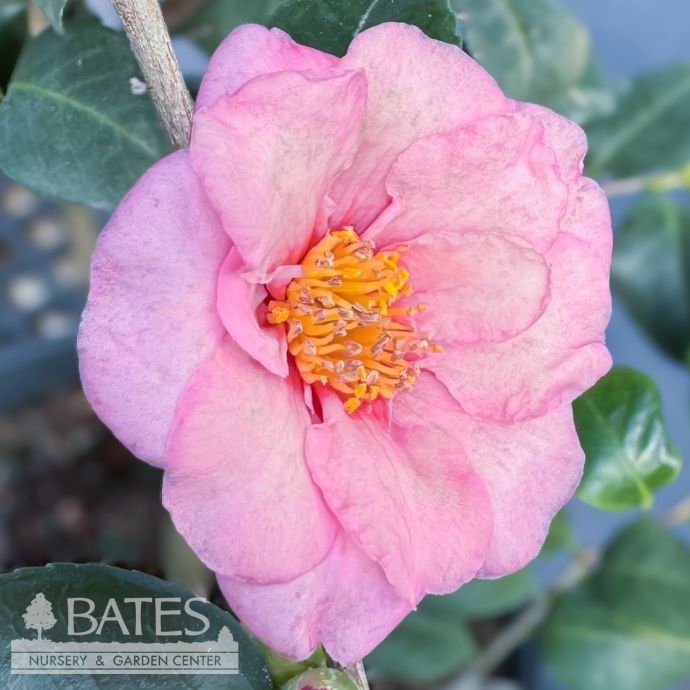#3 Camellia x Winter&#39;s Fancy/ Pink - No Warranty