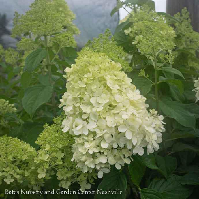 Topiary Patio Tree #15 5&#39; Hydrangea pan Limelight/ White Panicle