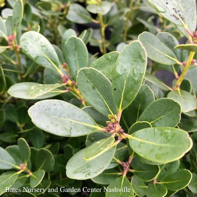 #3 Ilex glabra Densa/ Inkberry Holly (female) Native (R)