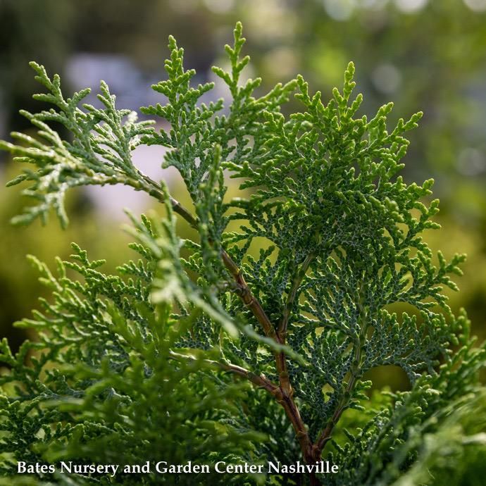 #3 Chamaecyparis obt Graciosa/ Hinoki Falsecypress