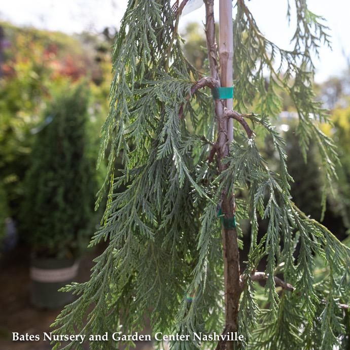 #6 Chamaecyparis nootka Pendula/ Weeping Alaskan Falsecypress