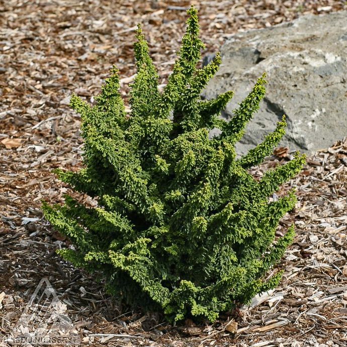 #1 Chamaecyparis obt Chirimen/ Dwarf Hinoki Falsecypress