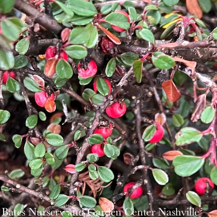 Topiary Patio Tree LPP (4P) Cotoneaster dammeri Streibs Findling