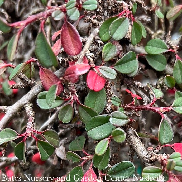 Topiary Patio Tree LPP (4P) Cotoneaster dammeri Streibs Findling