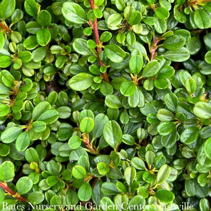 Topiary Patio Tree LPP (4P) Cotoneaster dammeri Streibs Findling