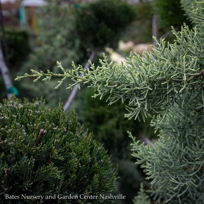 #6 Cupressus arizonica var glabra Chaparral/ Blue Arizona Cypress