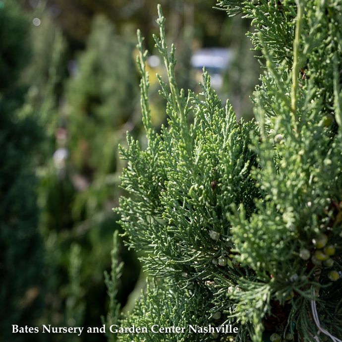 4-5ft  Juniperus chin Trautman/ Columnar Green Juniper