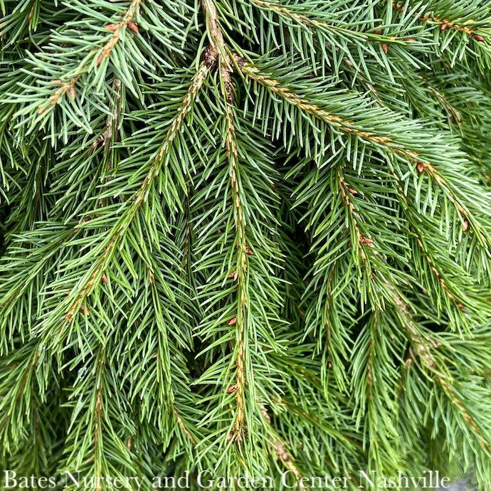 #3 Picea ab Formanek/ Dwarf Weeping Norway Spruce