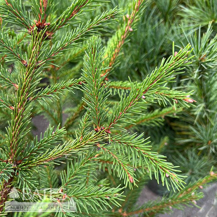 #10 Picea ab Royal Splendor/ Norway Spruce
