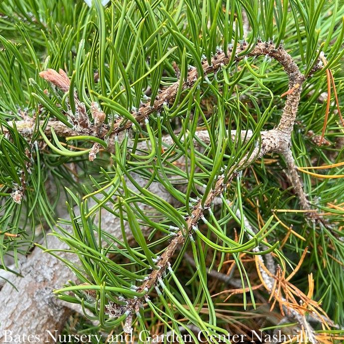 #6 Pinus banksiana Uncle Fogy/ Jack Pine