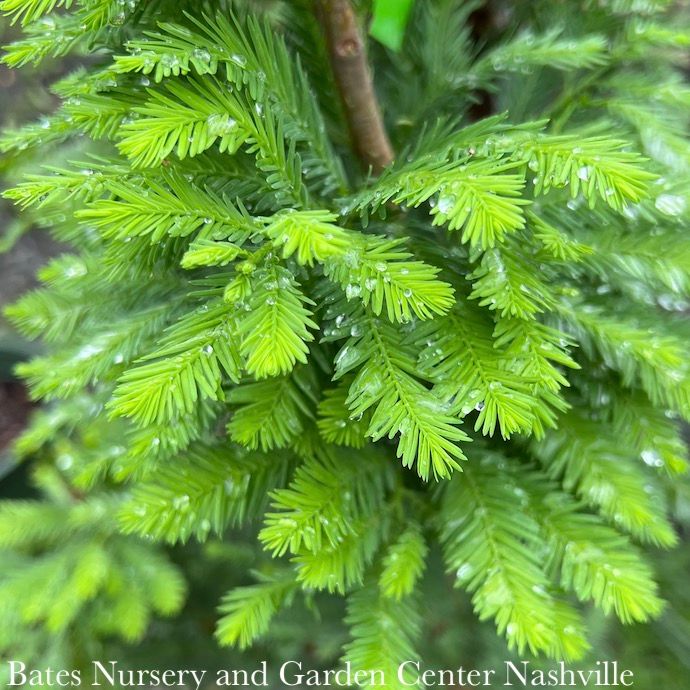 #6 Taxodium dist Peve Minaret/ Dwarf Bald Cypress