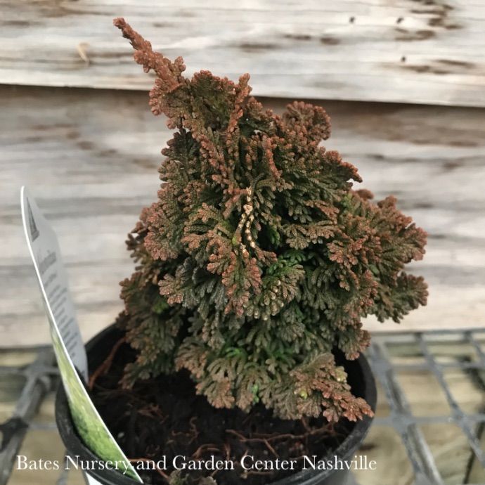 LPP(4p) Thuja occ Primo/ Dwarf Arborvitae - No Warranty
