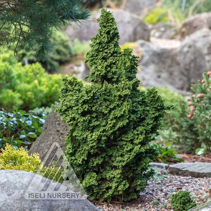 #1 Thuja occ Primo/ Dwarf Arborvitae